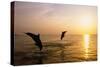 Dolphins-null-Stretched Canvas