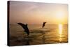 Dolphins-null-Stretched Canvas