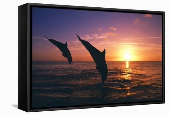 Dolphins-null-Framed Stretched Canvas