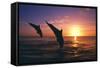 Dolphins-null-Framed Stretched Canvas