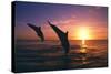Dolphins-null-Stretched Canvas
