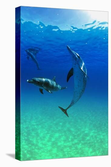 Dolphins-null-Stretched Canvas