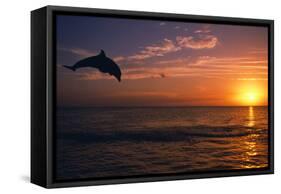 Dolphins-null-Framed Stretched Canvas