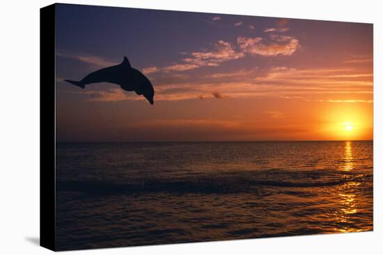 Dolphins-null-Stretched Canvas