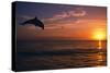 Dolphins-null-Stretched Canvas