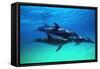 Dolphins-null-Framed Stretched Canvas