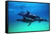 Dolphins-null-Framed Stretched Canvas