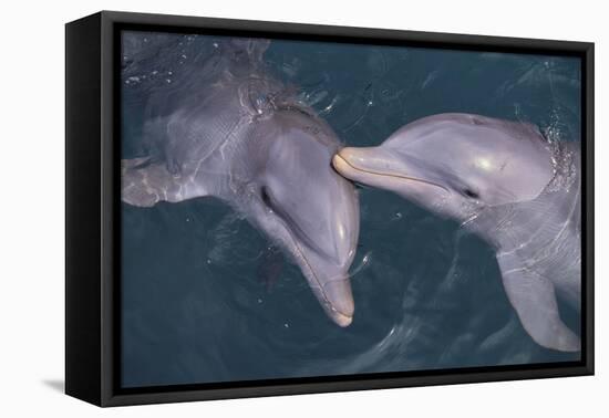 Dolphins-DLILLC-Framed Stretched Canvas