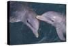 Dolphins-DLILLC-Stretched Canvas