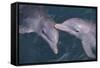 Dolphins-DLILLC-Framed Stretched Canvas