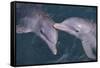 Dolphins-DLILLC-Framed Stretched Canvas