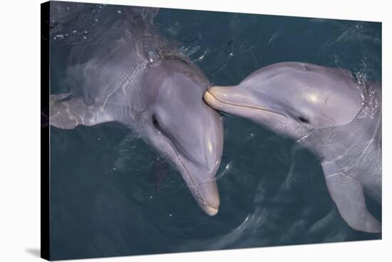 Dolphins-DLILLC-Stretched Canvas