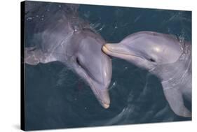 Dolphins-DLILLC-Stretched Canvas