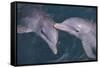 Dolphins-DLILLC-Framed Stretched Canvas