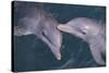 Dolphins-DLILLC-Stretched Canvas