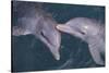 Dolphins-DLILLC-Stretched Canvas