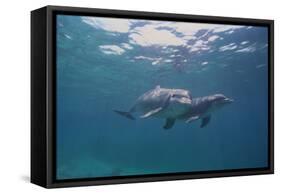 Dolphins-DLILLC-Framed Stretched Canvas