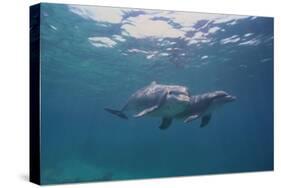 Dolphins-DLILLC-Stretched Canvas