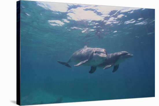 Dolphins-DLILLC-Stretched Canvas