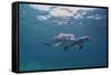 Dolphins-DLILLC-Framed Stretched Canvas