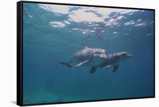 Dolphins-DLILLC-Framed Stretched Canvas