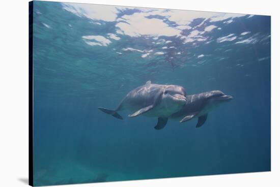 Dolphins-DLILLC-Stretched Canvas