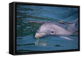 Dolphins-DLILLC-Framed Stretched Canvas