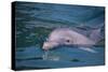 Dolphins-DLILLC-Stretched Canvas