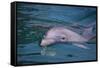 Dolphins-DLILLC-Framed Stretched Canvas