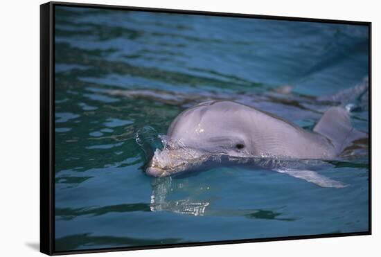 Dolphins-DLILLC-Framed Stretched Canvas