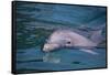 Dolphins-DLILLC-Framed Stretched Canvas