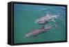 Dolphins-DLILLC-Framed Stretched Canvas