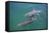 Dolphins-DLILLC-Framed Stretched Canvas