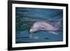 Dolphins-DLILLC-Framed Photographic Print