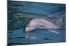 Dolphins-DLILLC-Mounted Photographic Print