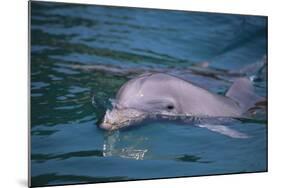 Dolphins-DLILLC-Mounted Photographic Print