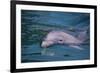 Dolphins-DLILLC-Framed Photographic Print