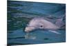 Dolphins-DLILLC-Mounted Photographic Print