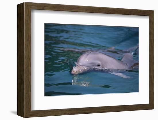 Dolphins-DLILLC-Framed Photographic Print