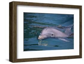 Dolphins-DLILLC-Framed Photographic Print