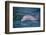 Dolphins-DLILLC-Framed Photographic Print