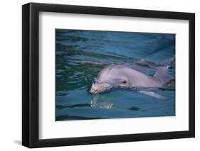 Dolphins-DLILLC-Framed Photographic Print