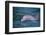 Dolphins-DLILLC-Framed Photographic Print