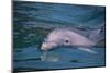 Dolphins-DLILLC-Mounted Photographic Print