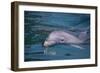 Dolphins-DLILLC-Framed Photographic Print