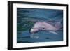 Dolphins-DLILLC-Framed Photographic Print