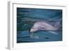 Dolphins-DLILLC-Framed Photographic Print