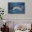 Dolphins-DLILLC-Photographic Print displayed on a wall