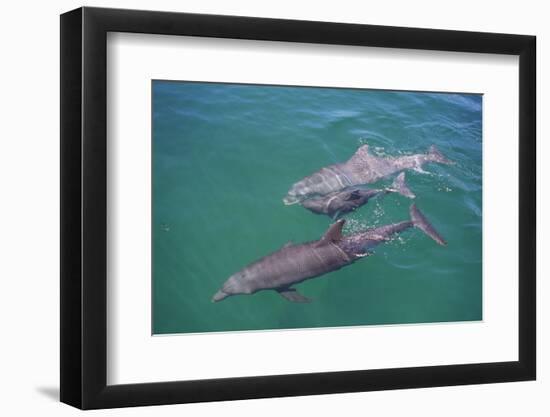 Dolphins-DLILLC-Framed Photographic Print