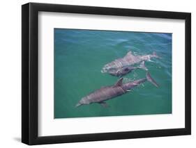 Dolphins-DLILLC-Framed Photographic Print